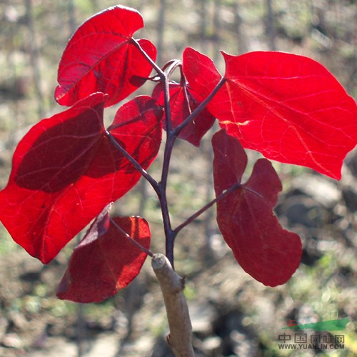 加拿大紅葉紫荊栽培管理技術(shù)