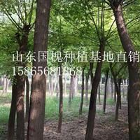 5公分國槐|5公分國槐哪里質(zhì)量好？