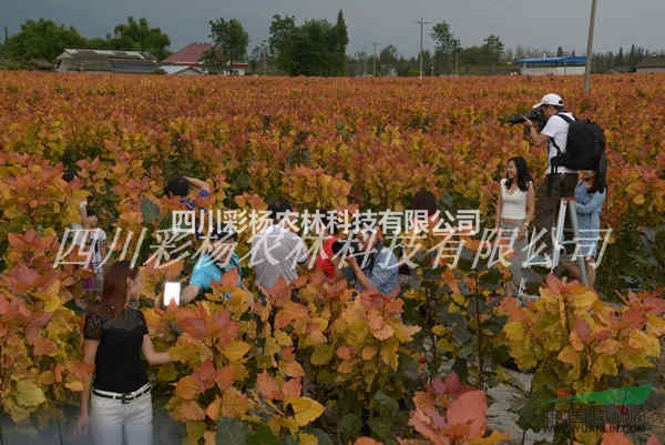 淮安最好最佳苗木種植項目請認準正品紅霞楊，植物新品種權證