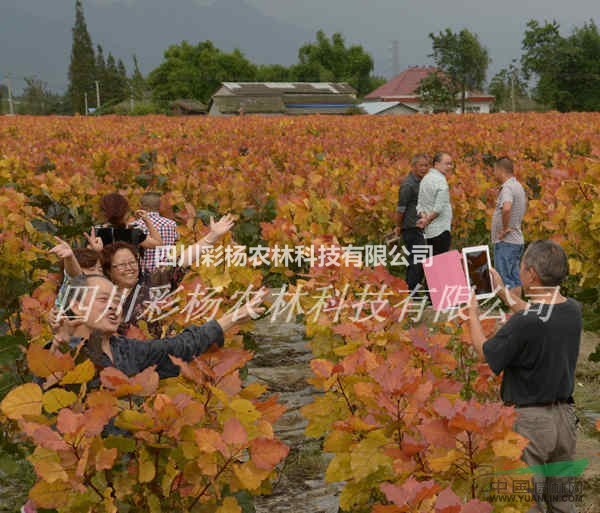 煙臺最好最佳苗木種植項目請認(rèn)準(zhǔn)正品紅霞楊，植物新品種權(quán)證