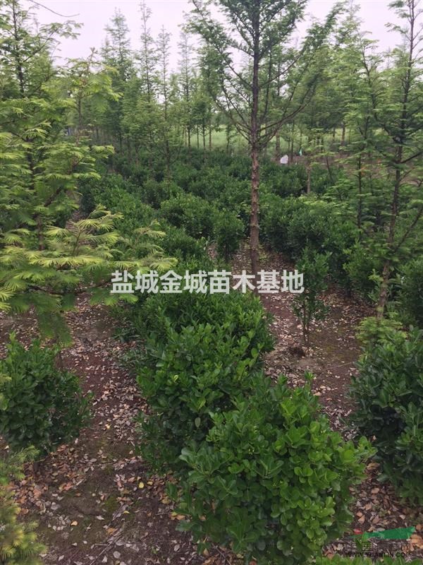大葉女貞