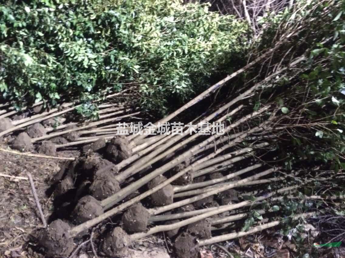 大葉女貞