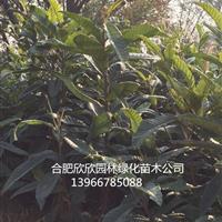 安徽合肥肥西供應1-2生枇杷小苗H60-100CM 100萬