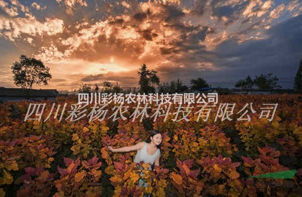 棗莊道路沿線綠化彩化速生景觀樹種，正品紅霞楊量大從優(yōu)