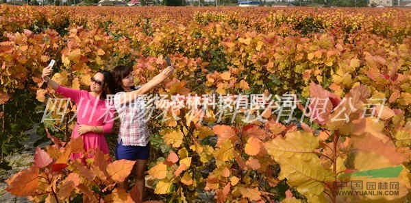 棗莊道路沿線綠化彩化速生景觀樹種，正品紅霞楊量大從優(yōu)