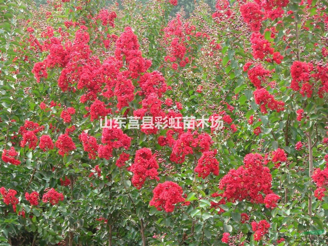 紅火球紫薇苗