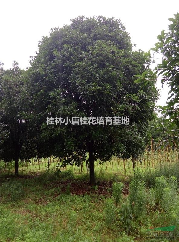 供應(yīng)八月桂20公分