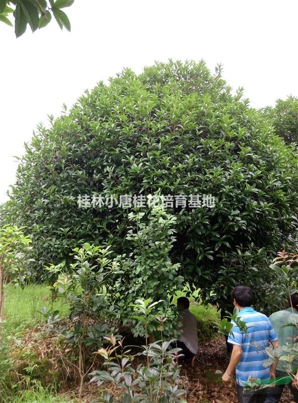 供應桂花樹18公分