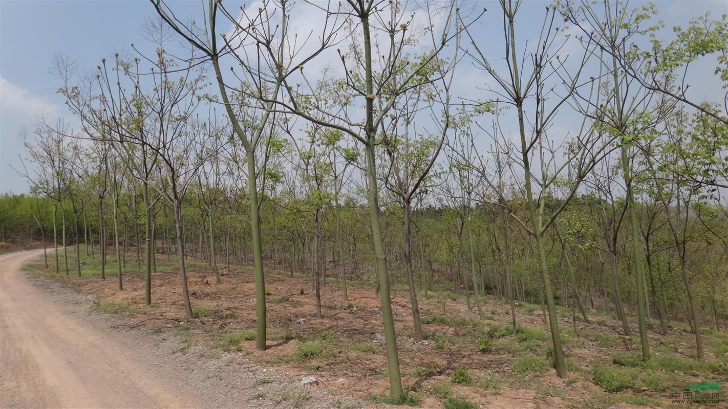 安徽合肥供应青铜树、合肥1-20公分青铜价格、肥西青铜基地