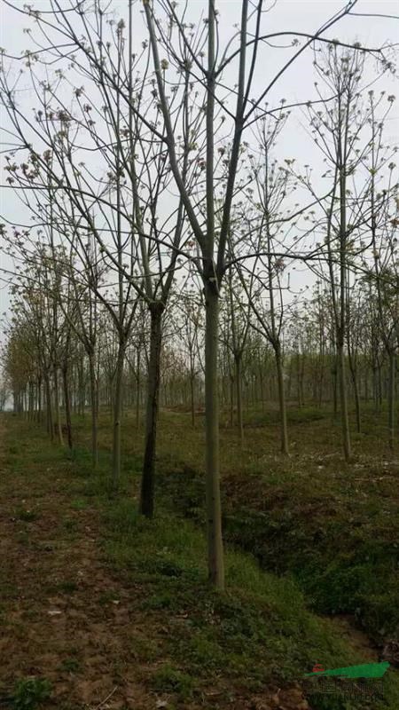 安徽合肥供应青铜树、合肥1-20公分青铜价格、肥西青铜基地