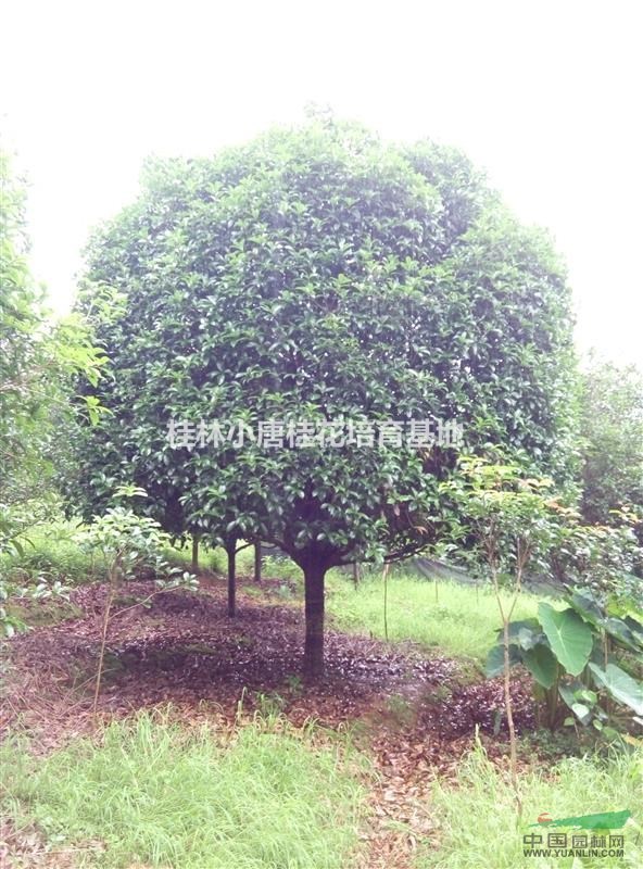 大量18桂花樹,金桂出售