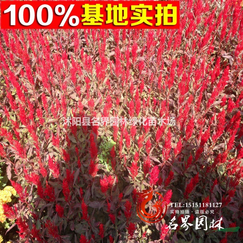 【名界園林】供應(yīng)苗木 廠家常年供應(yīng) 灌木 花葉忍冬