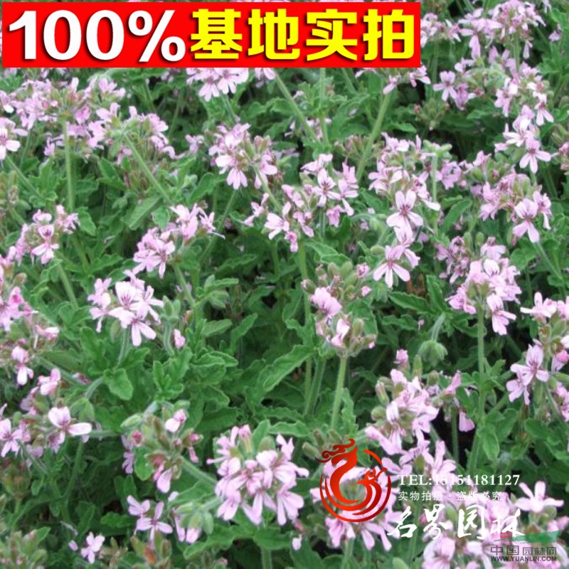 驅(qū)蚊草種子 四季播多年生陽臺(tái)庭院盆栽除蟲花籽芳香花卉