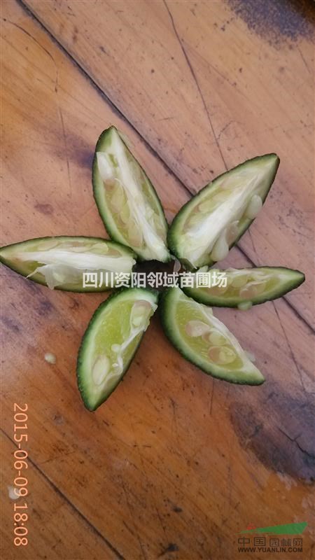 香橙種子