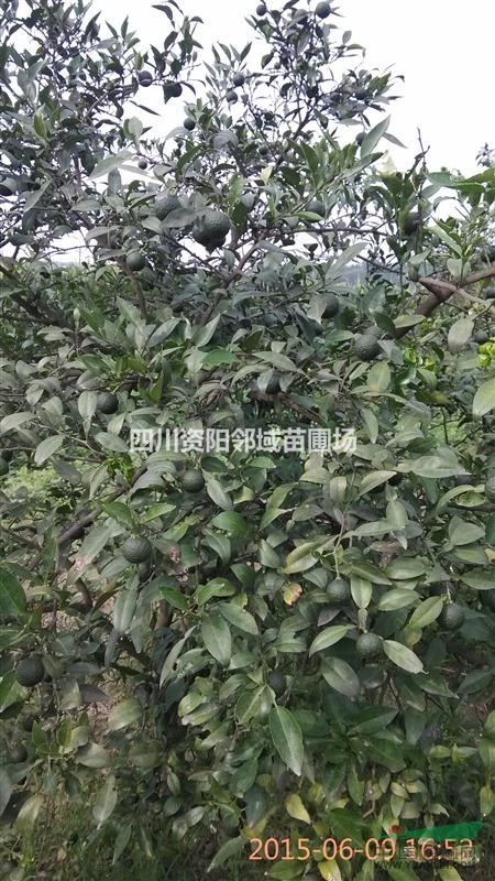 香橙種子