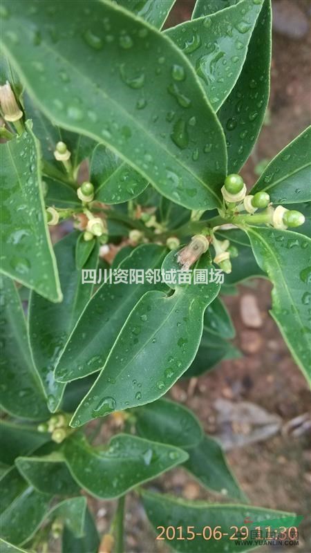 香橙苗