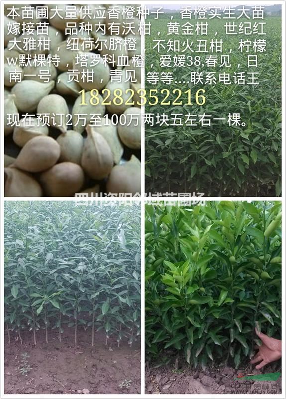 香橙苗