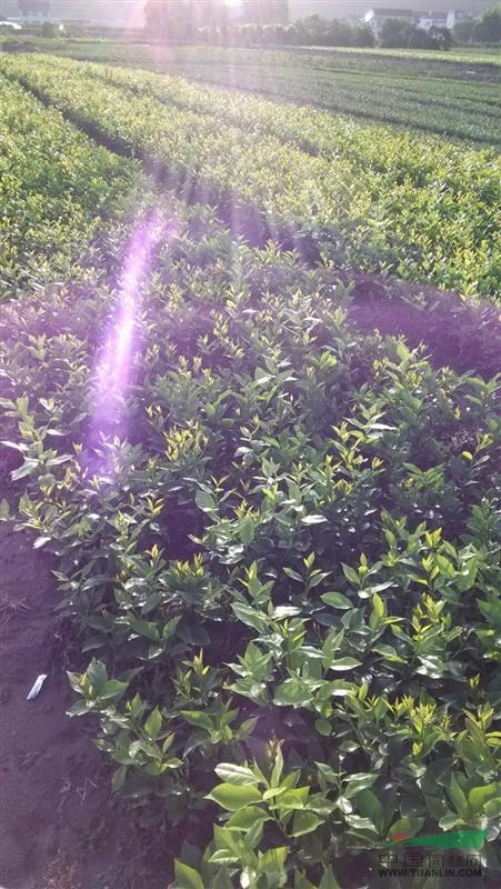 四川資陽香橙苗圃種植園大量供應(yīng)香橙種子及嫁接苗