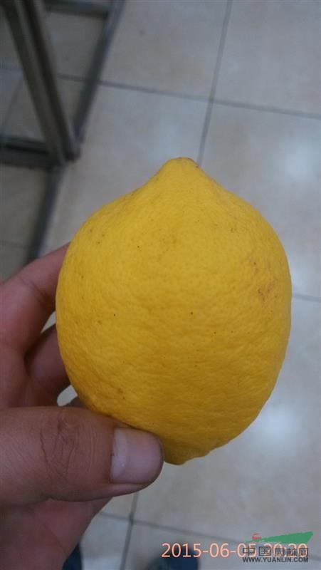 四川資陽香橙苗圃種植園大量供應(yīng)香橙種子及嫁接苗