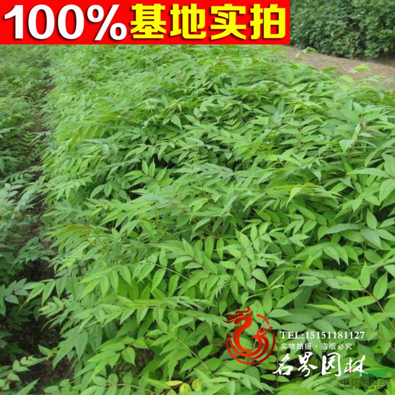 香椿樹苗 當(dāng)年可食用 紅芽香椿 紅油香椿樹苗 可盆栽