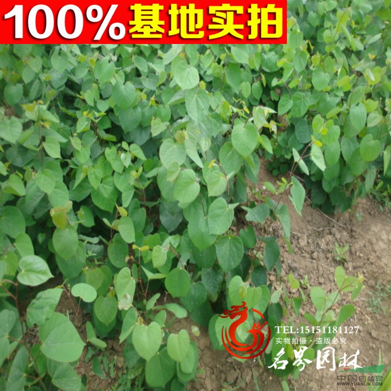 【名界園林直銷】紫荊 叢生紫荊 滿條紅 批發(fā)各類綠化植物