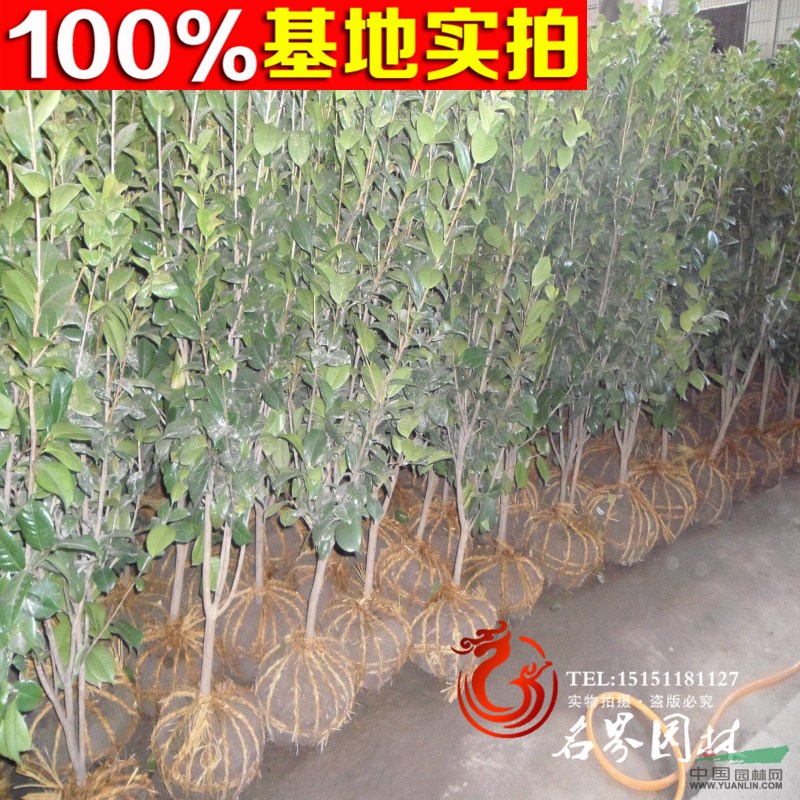 批發(fā) 茶花苗 1-3年苗 花苗 盆栽 當(dāng)年可開花 綠化工程苗