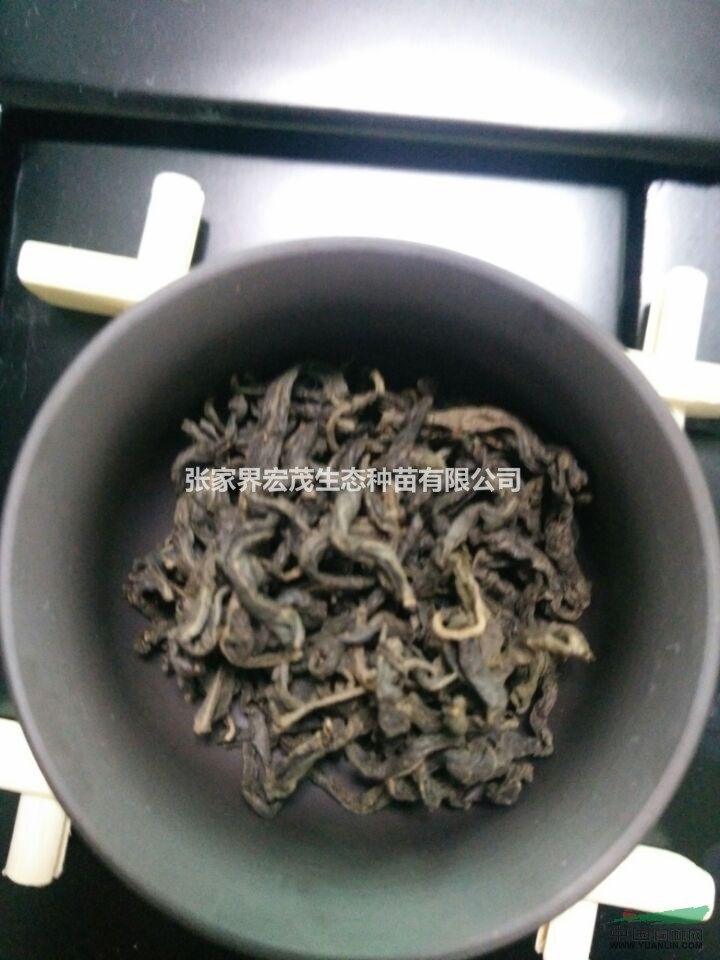 降低血糖特效茶飲青錢柳嫩葉茶