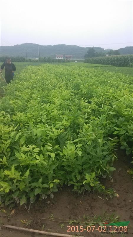 香橙頭