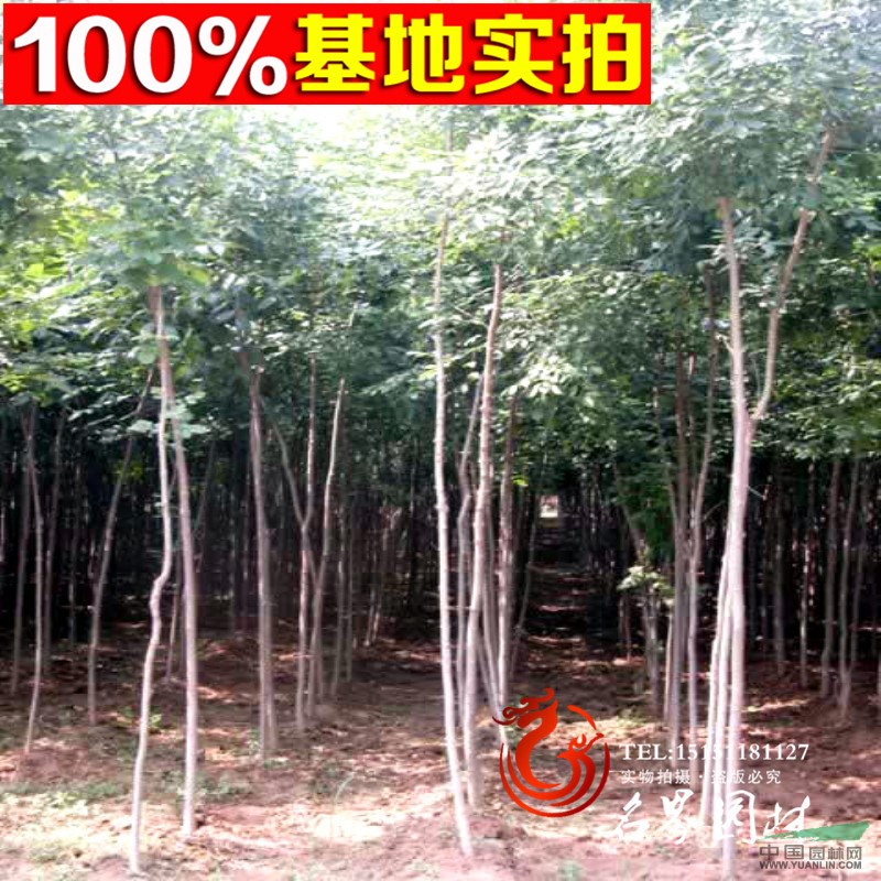 【名界園林】供應(yīng)各類工程苗  常年供應(yīng) 各種喬木 杜仲苗
