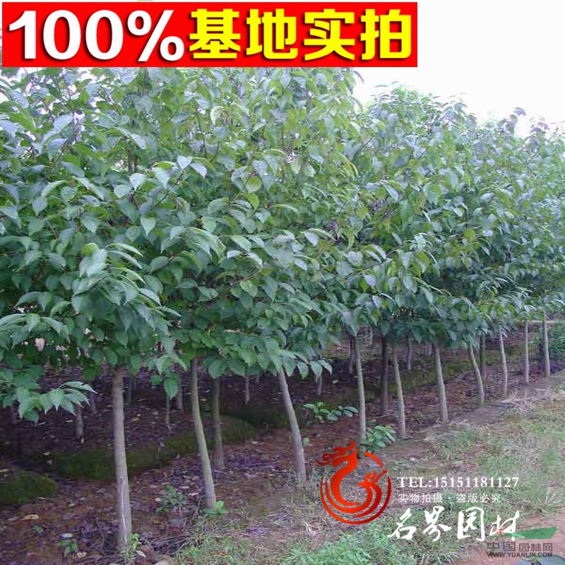 【名界園林】供應(yīng)各類工程苗  常年供應(yīng) 各種喬木 杜仲苗