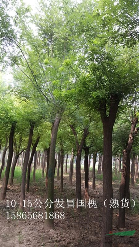 2公分法桐價格-2公分法桐綠化樹種植中心