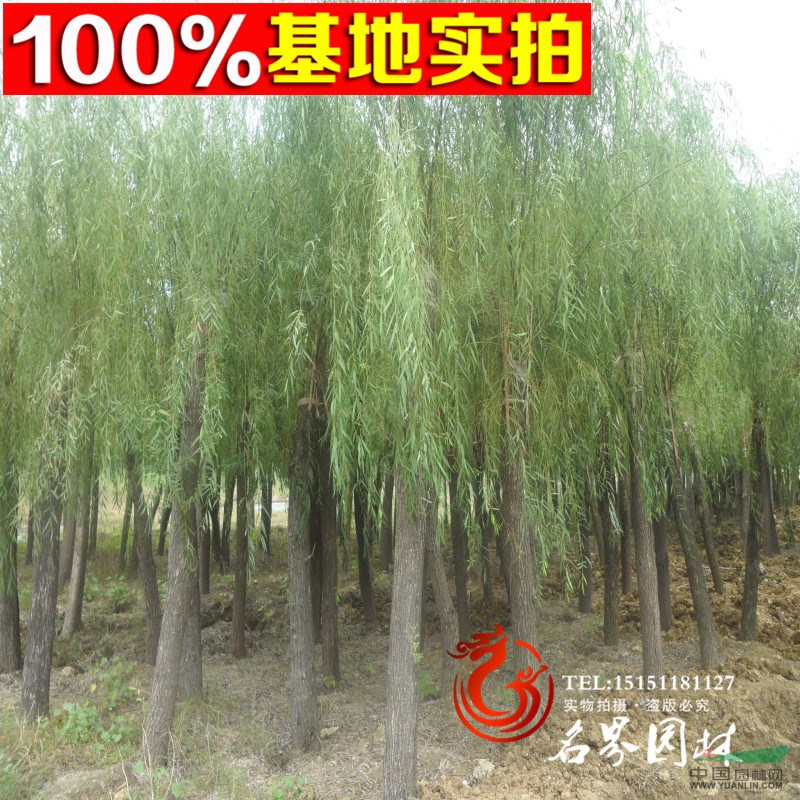 旱柳產(chǎn)地 旱柳基地 沭陽(yáng)旱柳廠家 沭陽(yáng)旱柳小苗