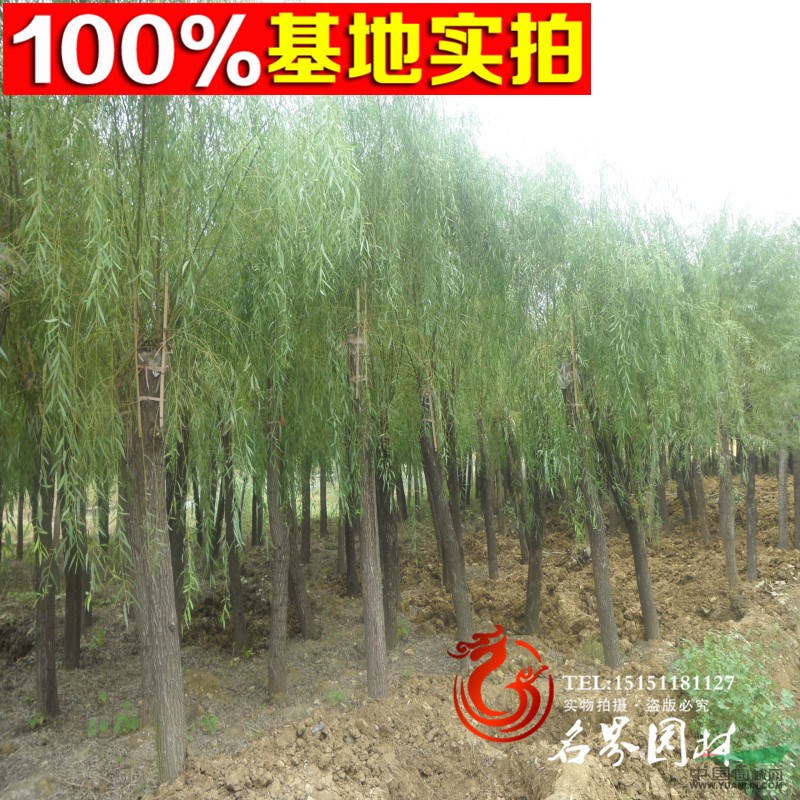 旱柳產(chǎn)地 旱柳基地 沭陽(yáng)旱柳廠家 沭陽(yáng)旱柳小苗