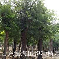20公分國槐|20公分國槐
