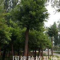 6公分國槐|6公分國槐