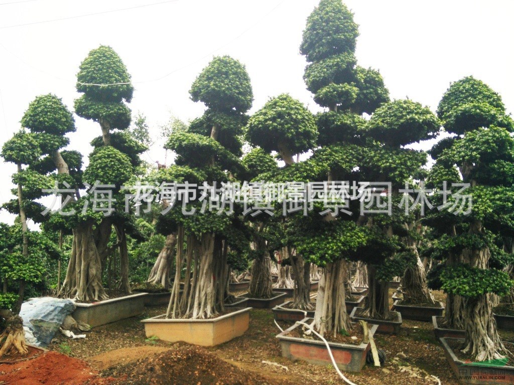 福建嫁接榕树价格 福建嫁接小叶榕树盆景基地