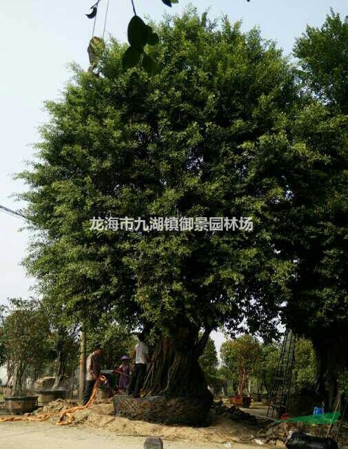 福建榕树价格 福建榕树报价 福建小叶榕基地