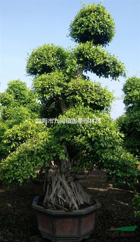 福建大型榕树桩头报价 福建榕树桩景价格