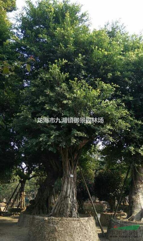 沙西镇 中国榕树批发网 中国小叶榕基地 