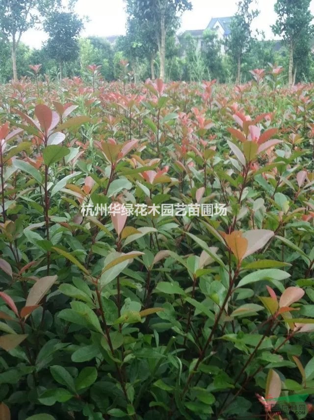 紅葉石楠毛球