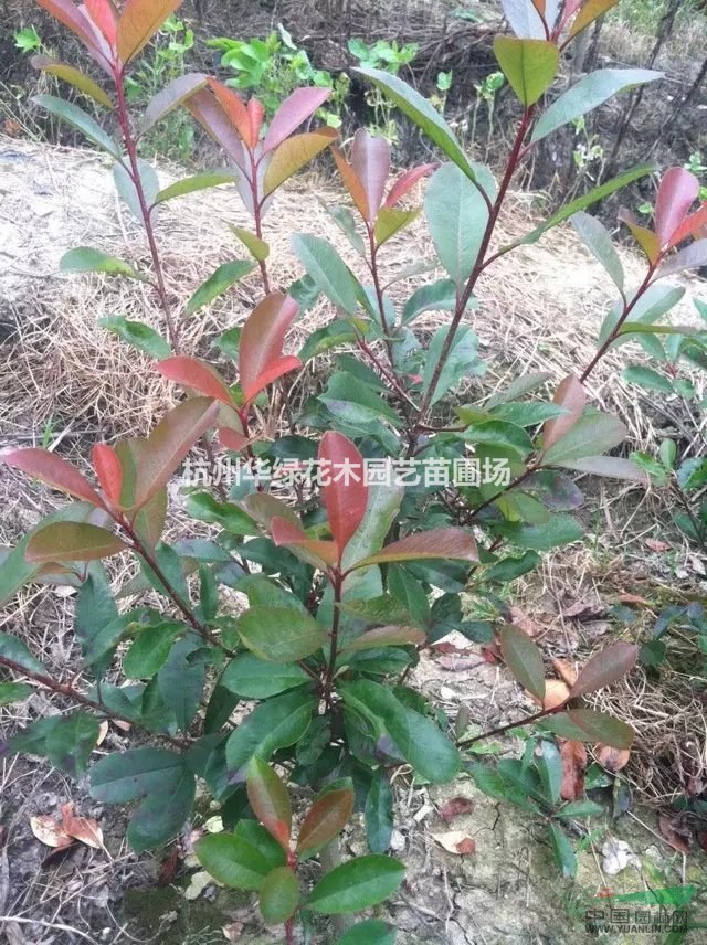 紅葉石楠毛球