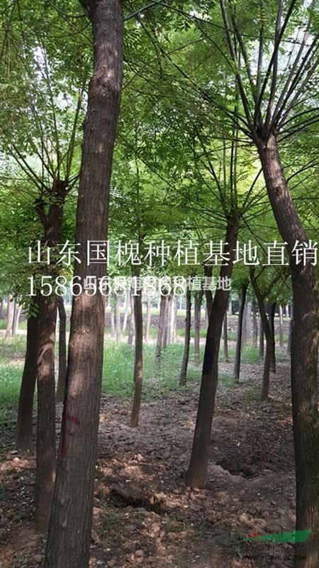 15公分國槐價格/單價