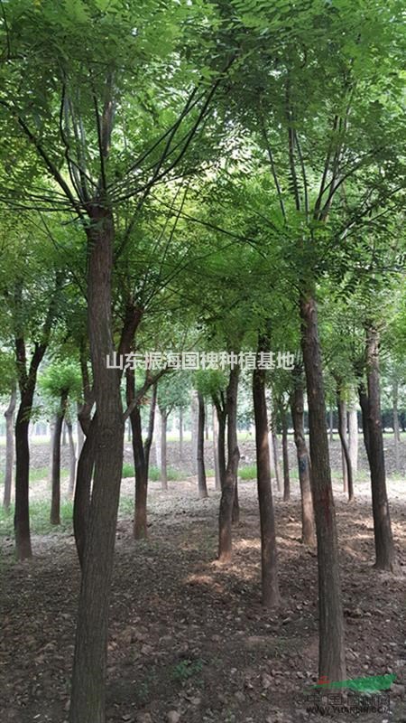 25公分國槐價格（北京植樹造林）指定專用