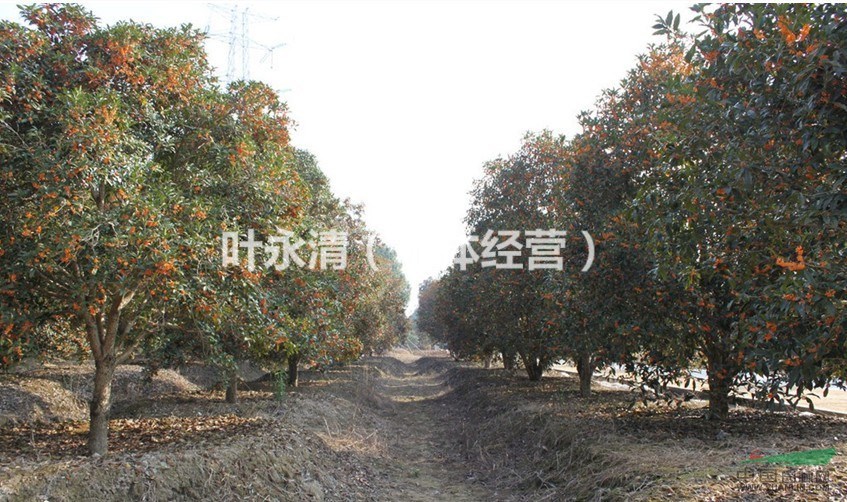 出售浦城丹桂12公分成品樹