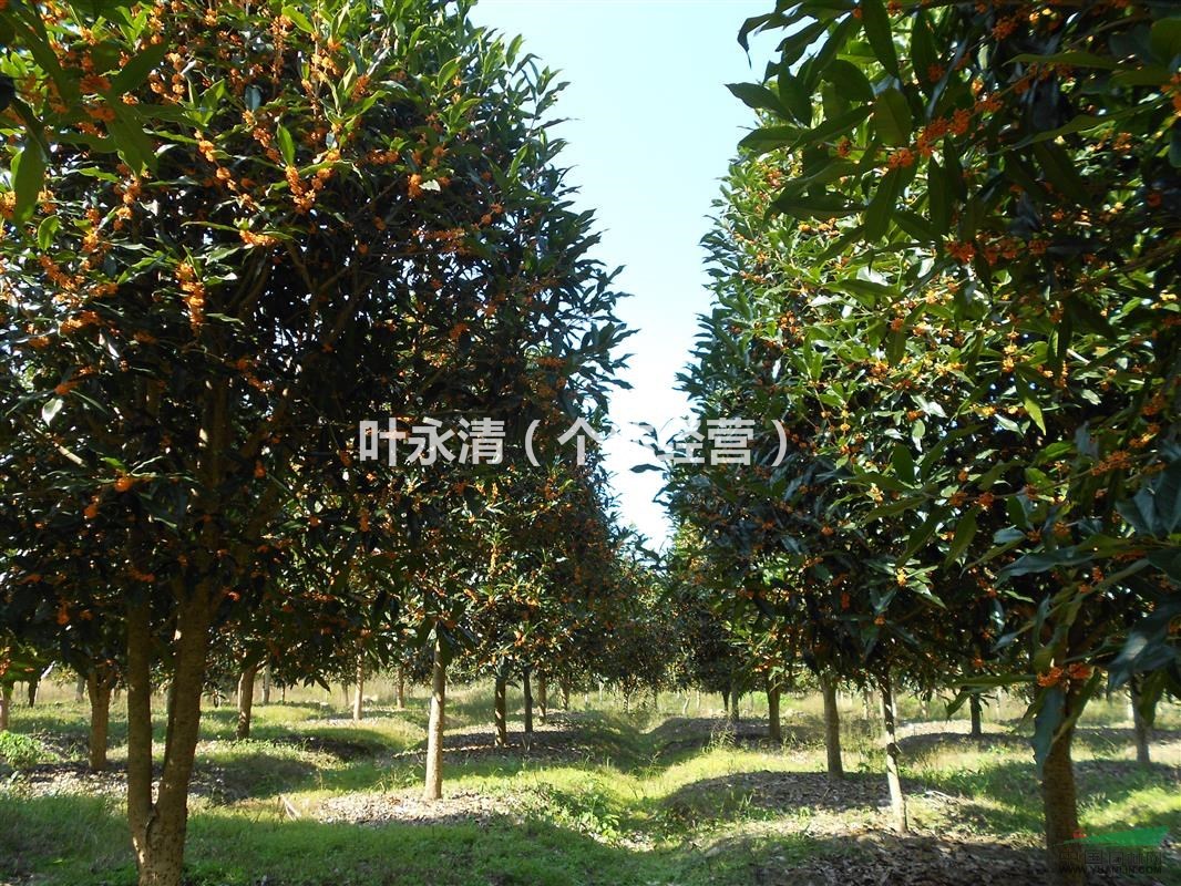 出售浦城丹桂12公分成品樹