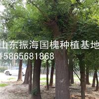 7公分國槐-7公分國槐行道路用*近價(jià)格