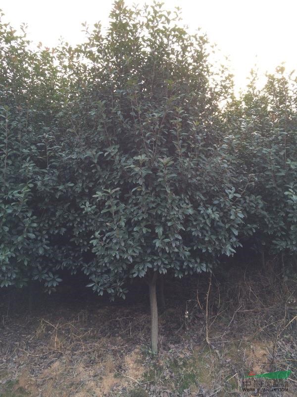 安徽广德，维易苗木基地供应地径6cm低枝红叶石楠