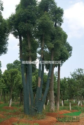 多桿香樟 叢生香樟樹 香樟 香樟樹 湖南多頭香樟樹 臻誠園林