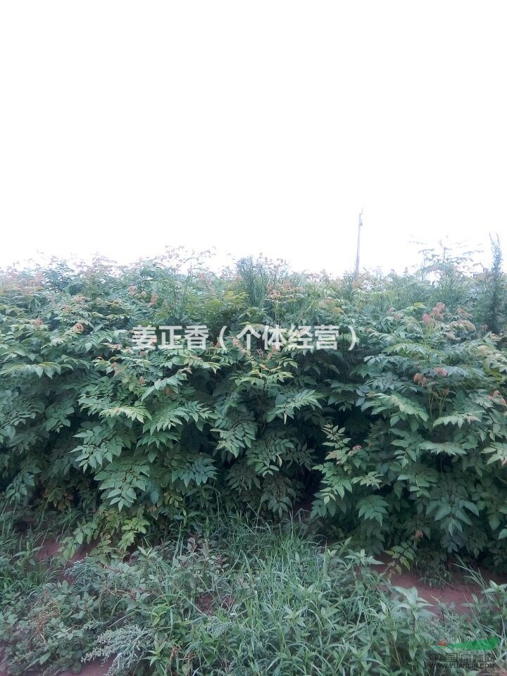供應(yīng)1-3公分黃山欒