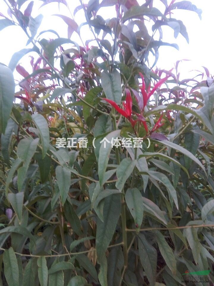 供應1-3公分紅葉碧桃